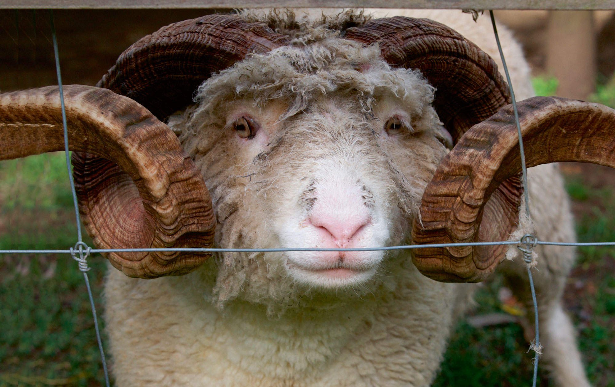 En vædder står og kigger ud gennem maskerne på et nethegn.